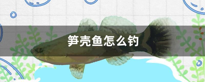 筍殼魚怎么釣