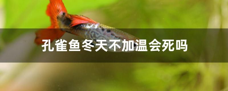 孔雀魚冬天不加溫會(huì)死嗎 金龍魚糧