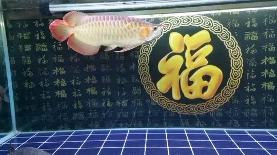 一晃7個(gè)月，50多公分，紀(jì)念一下 觀賞魚論壇