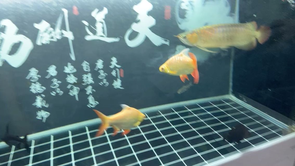 招財(cái)魚和龍魚混養(yǎng)好不好（招財(cái)魚和龍魚混養(yǎng)好不好吃） 黃金眼鏡蛇雷龍魚