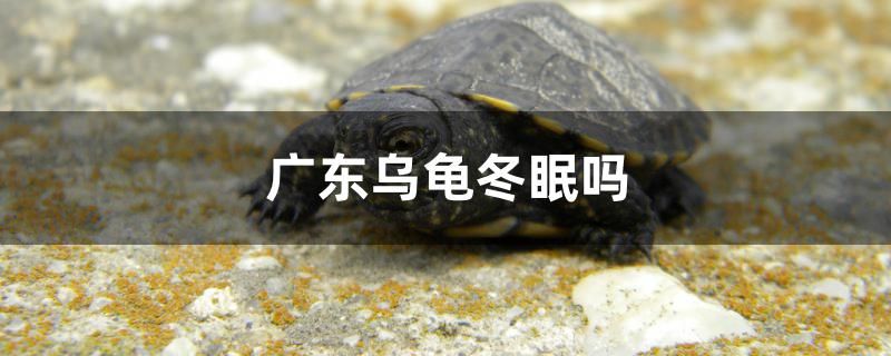 廣東烏龜冬眠嗎 朱巴利魚