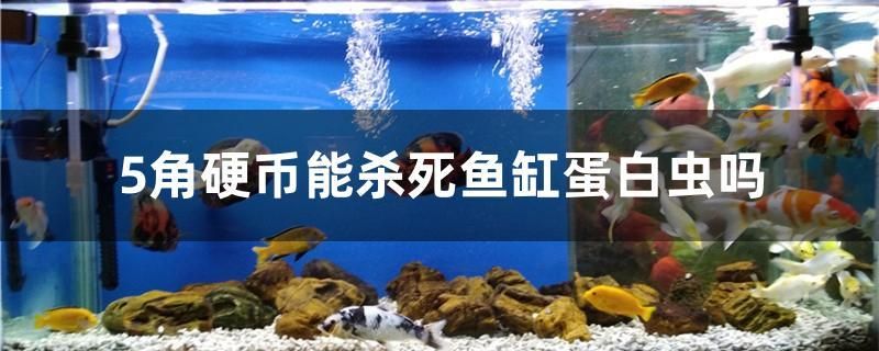 5角硬幣能殺死魚缸蛋白蟲嗎