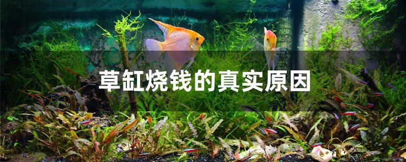 草缸燒錢的真實(shí)原因是什么 水族周邊