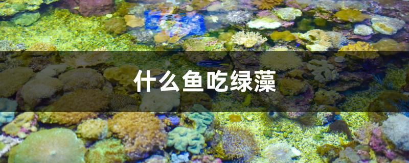 魚缸里的水比較渾濁怎么辦視頻教學(xué)（魚缸里的水比較渾濁怎么辦視頻教學(xué)） 廣州觀賞魚批發(fā)市場