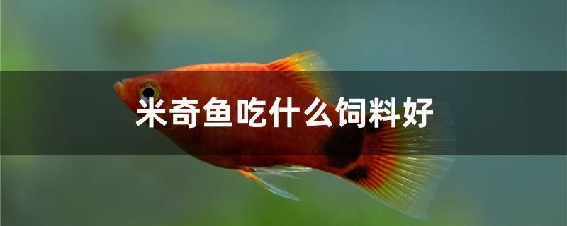 米奇魚吃什么飼料好 黑水素