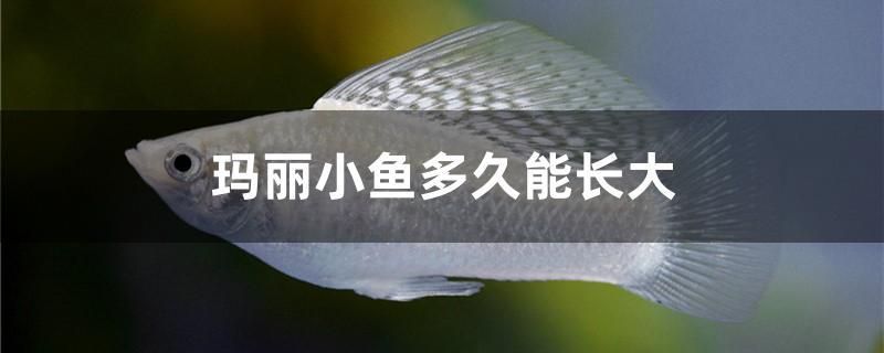 鞍山水族批發(fā)市場(chǎng)營(yíng)業(yè)時(shí)間是幾點(diǎn)到幾點(diǎn) 鞍山淡水魚批發(fā)市場(chǎng)在哪 龍魚麻藥（祥龍Nika）