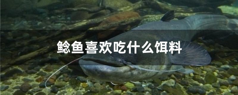 閩江魚缸配件led燈（說一說閩江水族魚缸質(zhì)量怎樣） 南美異型魚