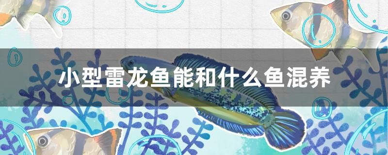 小型雷龍魚能和什么魚混養(yǎng) 黃金斑馬魚