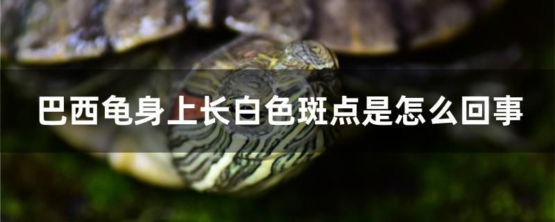 巴西龜身上長白色斑點(diǎn)是怎么回事 虎紋銀版魚