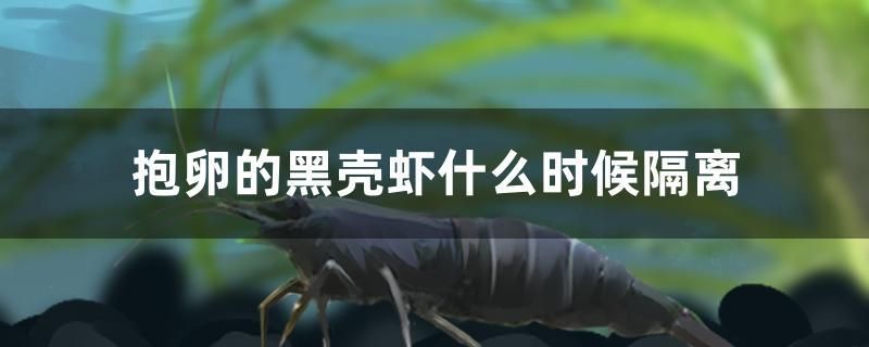 抱卵的黑殼蝦什么時候隔離 紅頭利魚