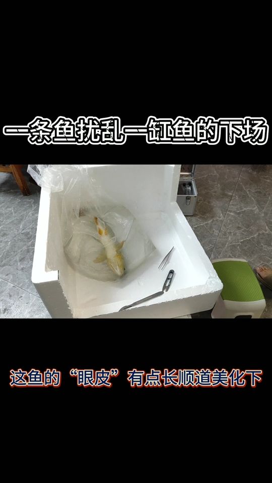 一條魚影響一缸魚 觀賞魚論壇 第1張