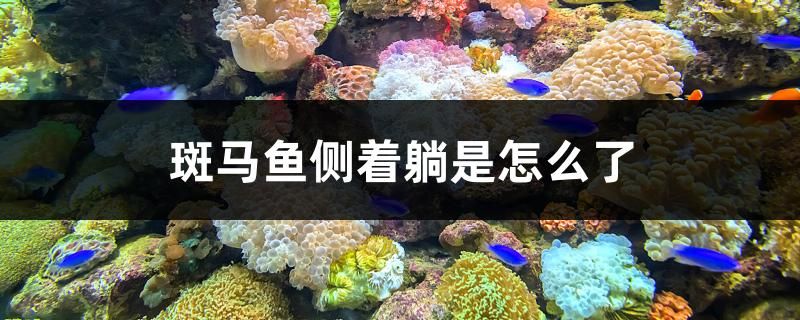 斑馬魚側(cè)著躺是怎么了 女王大帆魚苗