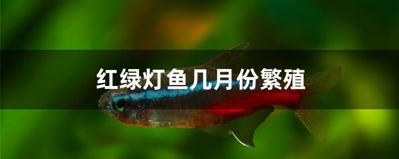 紅綠燈魚幾月份繁殖 藍帆三間魚