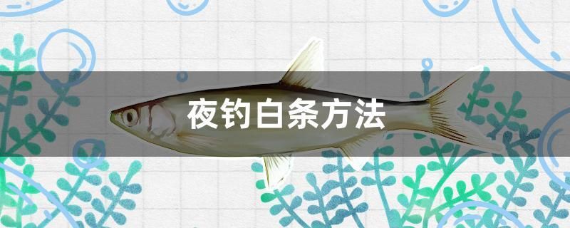 夜釣白條方法 綠皮皇冠豹魚