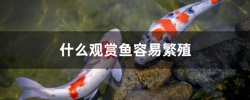 什么觀賞魚容易繁殖