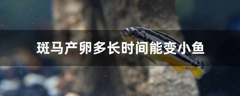 斑馬產(chǎn)卵多長時間能變小魚 南美異形觀賞魚