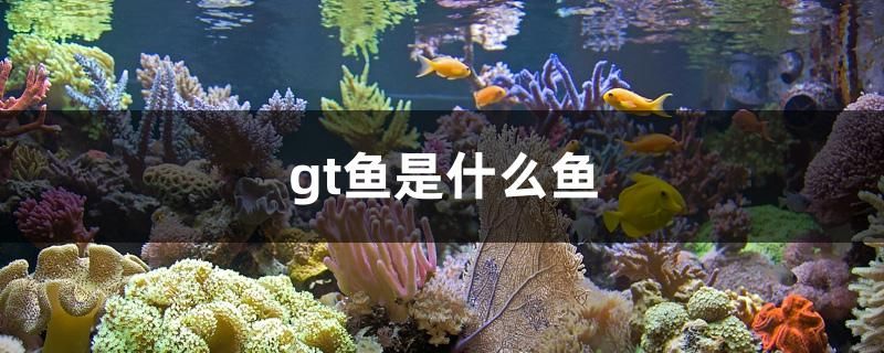 gt魚是什么魚 祥龍魚場