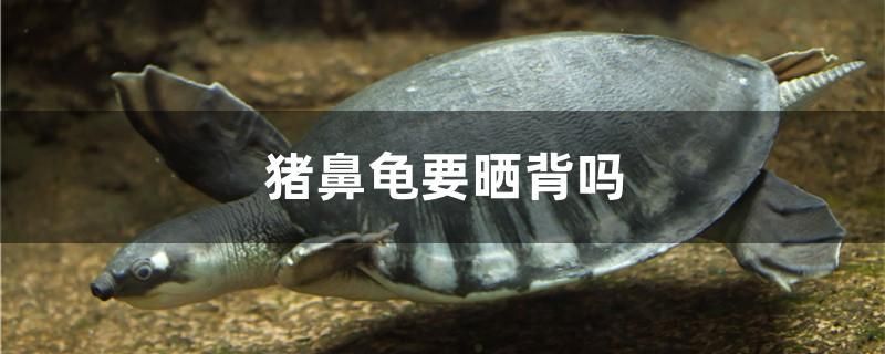 豬鼻龜要曬背嗎 朱巴利魚苗