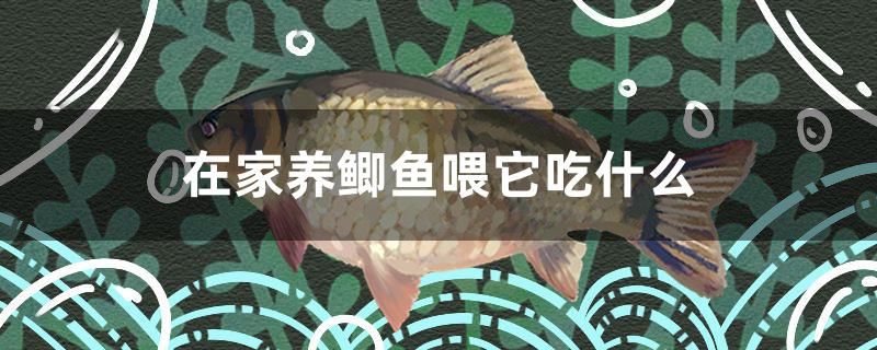 在家養(yǎng)鯽魚喂它吃什么 白條過背金龍魚