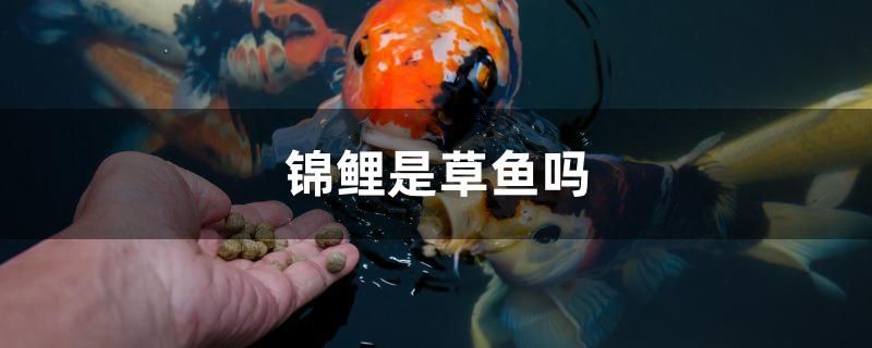 錦鯉是草魚嗎 眼斑魚