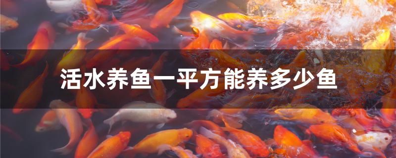 活水養(yǎng)魚一平方能養(yǎng)多少魚 廣州龍魚批發(fā)市場