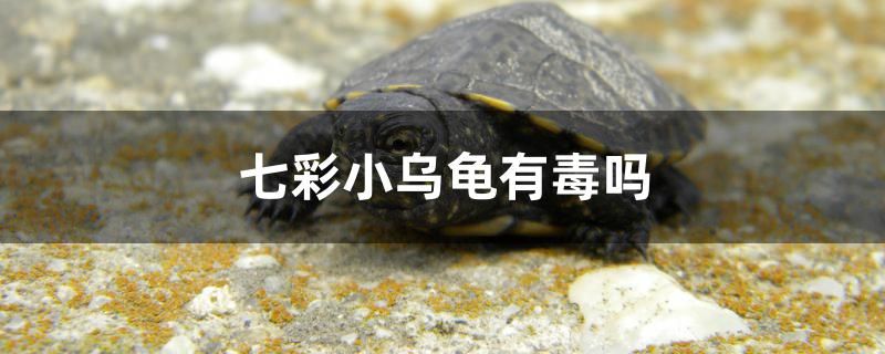 七彩小烏龜有毒嗎 泰龐海鰱魚