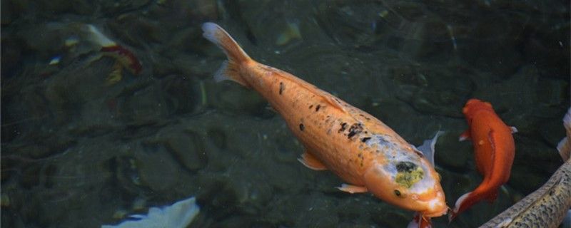 錦鯉會睡覺嗎怎么睡覺 戰(zhàn)車紅龍魚