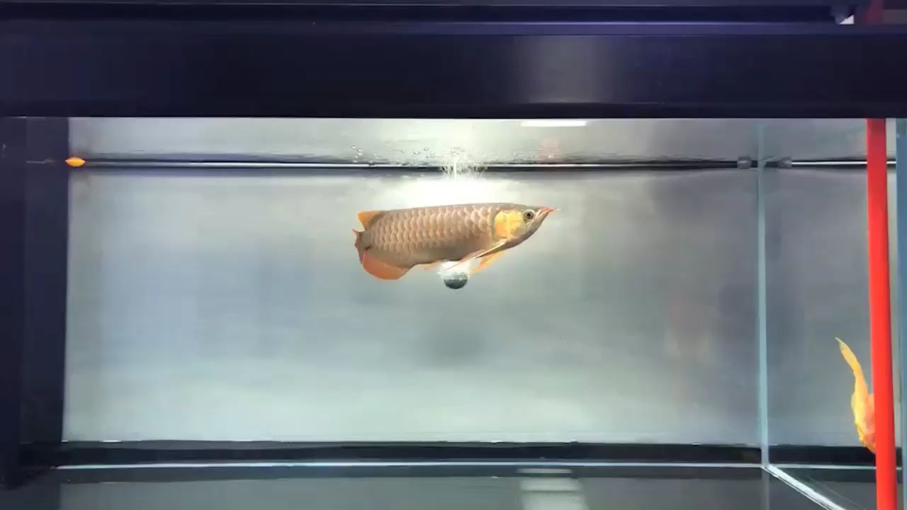 魚缸在什么店有買賣的（魚缸在什么店有買賣的） 黃金斑馬魚