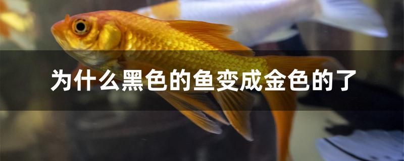 為什么黑色的魚(yú)變成金色的了