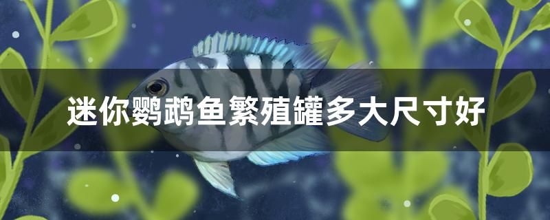 迷你鸚鵡魚繁殖罐多大尺寸好 龍魚百科