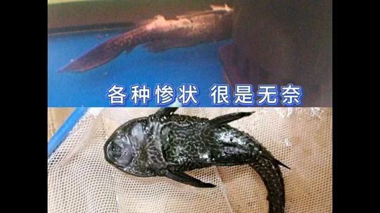 養(yǎng)魚干貨鋪～為什么其他魚沒(méi)事，清道夫總死 觀賞魚論壇 第1張