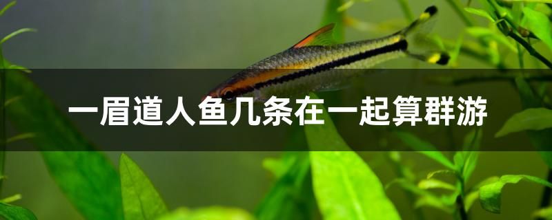 一眉道人魚幾條在一起算群游 小型觀賞魚