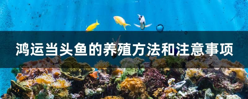 鴻運當頭魚的養(yǎng)殖方法和注意事項 白子銀版魚