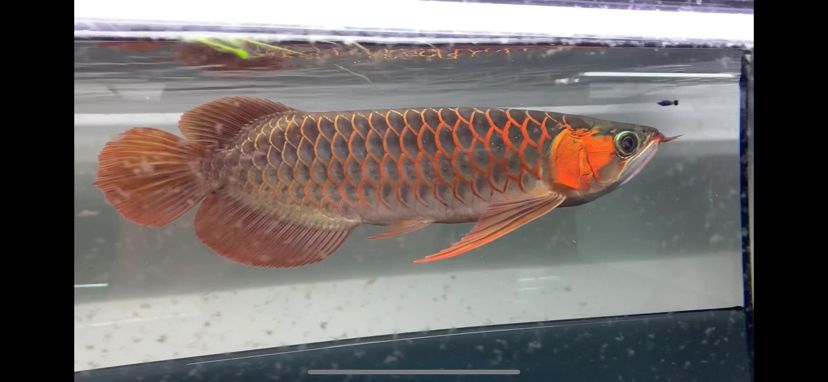 魚缸過濾器的組裝 魚缸過濾器怎么組裝 黑云魚