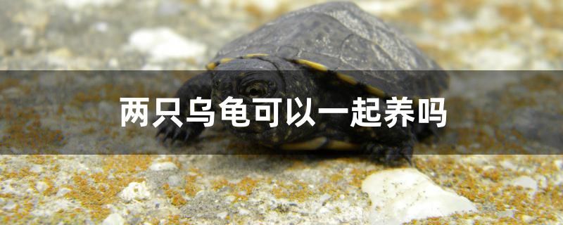 兩只烏龜可以一起養(yǎng)嗎 帝王三間魚