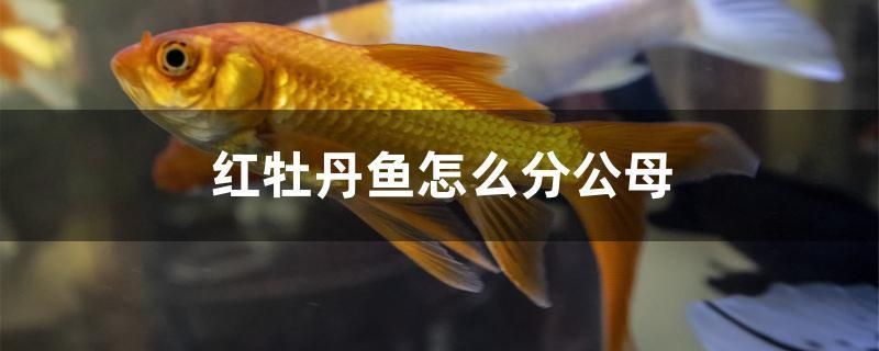 紅牡丹魚怎么分公母 沖氧泵