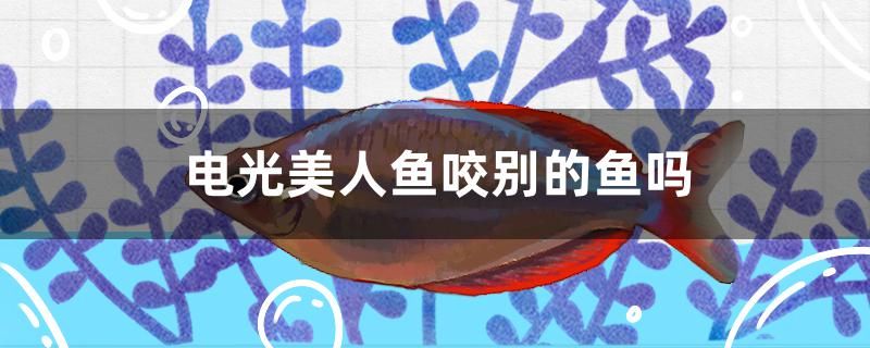 電光美人魚咬別的魚嗎 觀賞魚