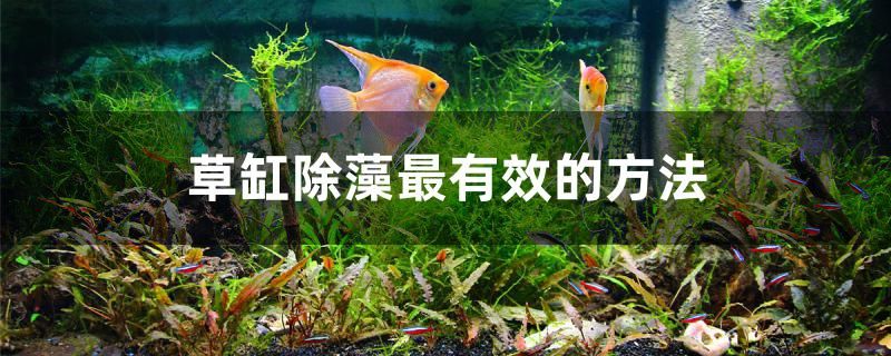 草缸除藻最有效的方法 三色錦鯉魚