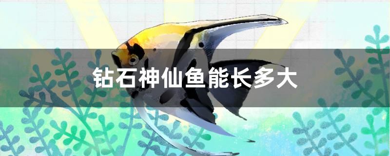 鉆石神仙魚能長(zhǎng)多大 黑金魟魚