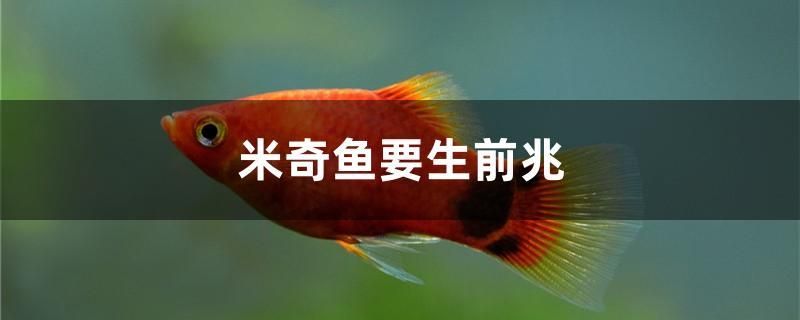 米奇魚要生前兆 紅頭利魚