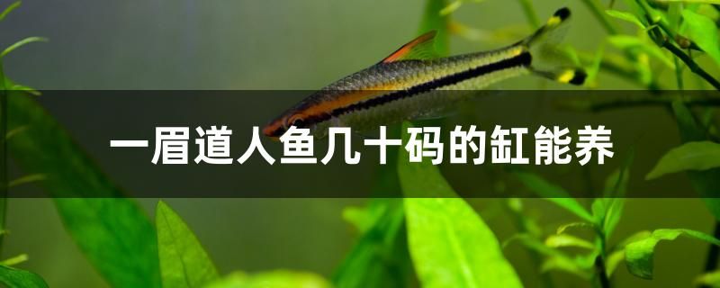 一眉道人魚(yú)幾十碼的缸能養(yǎng)