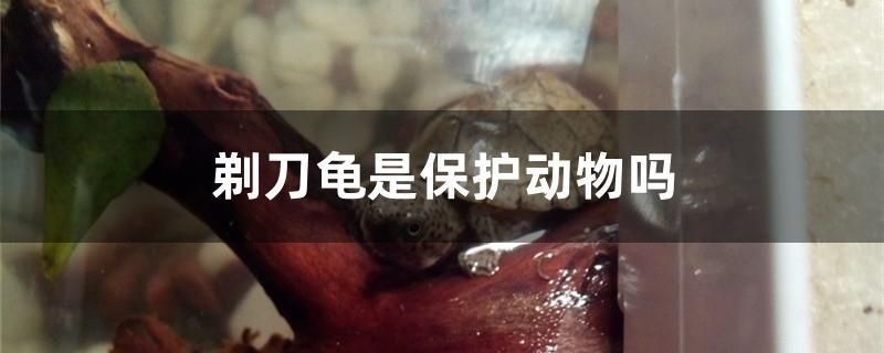 剃刀龜是保護動物嗎 黑水素