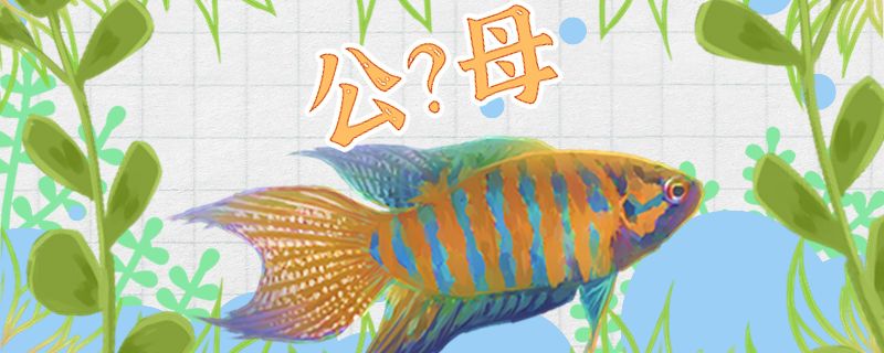 菩薩魚怎么分公母公母能一起養(yǎng)嗎 觀賞魚企業(yè)目錄