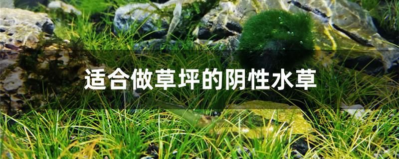 適合做草坪的陰性水草有哪些 申古銀版魚