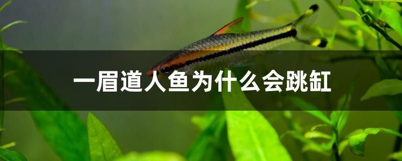 一眉道人魚(yú)為什么會(huì)跳缸 朱巴利魚(yú)苗