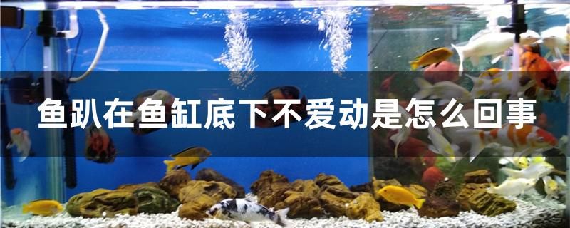 魚趴在魚缸底下不愛動(dòng)是怎么回事 虎魚百科