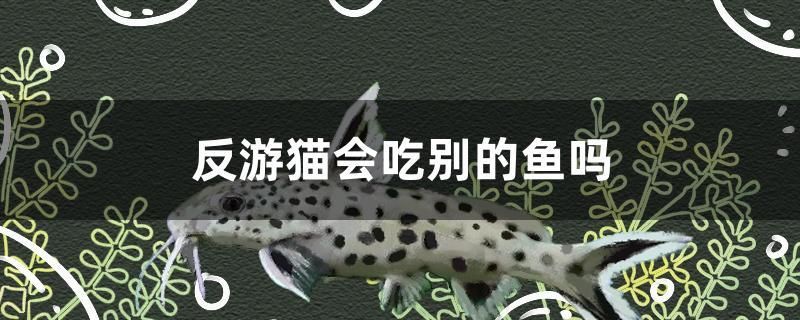 反游貓會吃別的魚嗎 ?；?異型虎魚/純色虎魚