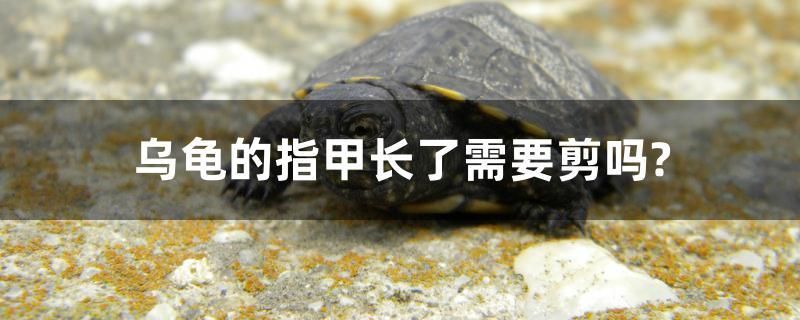 烏龜?shù)闹讣组L了需要剪嗎？ 馬拉莫寶石魚