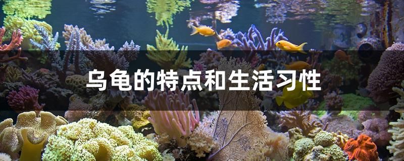 烏龜?shù)奶攸c(diǎn)和生活習(xí)性 高背金龍魚