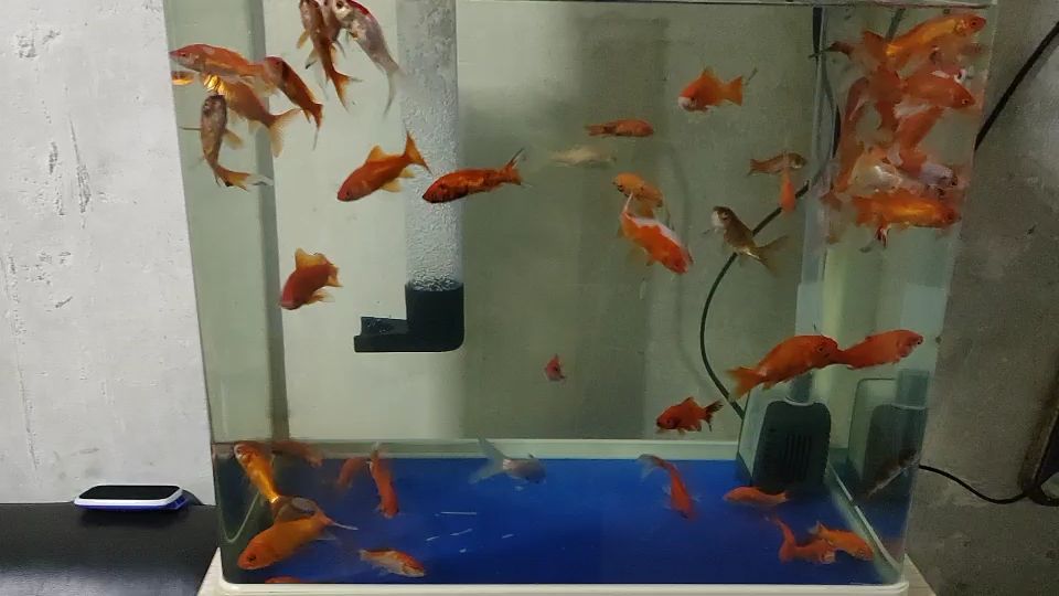 水族箱升級改造 觀賞魚論壇